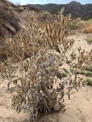 Argemone munita