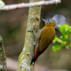 Chloropicus griseocephalus
