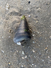 Telescopium telescopium