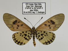 Acraea abdera abdera