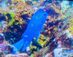 Microspathodon dorsalis