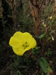 Oenothera biennis