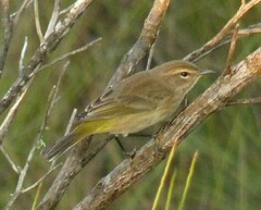 Setophaga palmarum palmarum