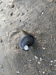 Telescopium telescopium
