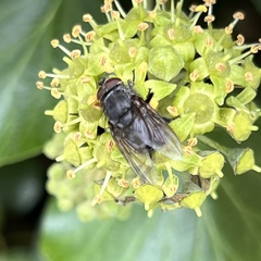 Calliphora vomitoria