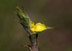 Philydrum lanuginosum