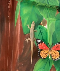 Hemidactylus garnotii