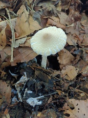 Lepiota clypeolaria