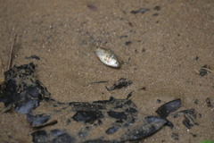 Cyprinodon variegatus