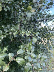 Rhamnus cathartica