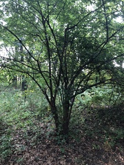 Cornus mas