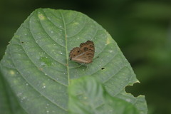 Junonia almana