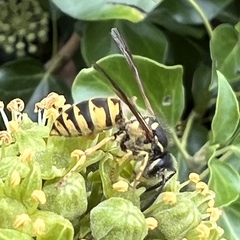 Vespula vulgaris