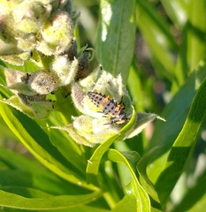 Hippodamia convergens