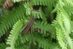Phlaeoba antennata