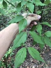 Cornus mas