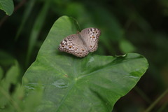 Junonia atlites