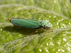 Graphocephala atropunctata
