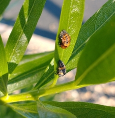 Hippodamia convergens