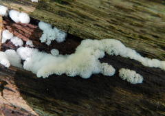 Ceratiomyxa
