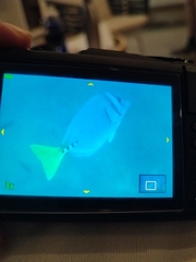 Prionurus laticlavius