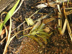 Potamogeton lucens