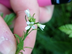 Cardamine occulta