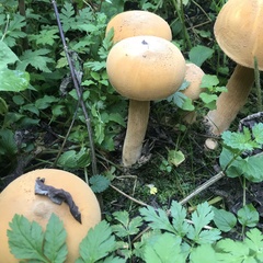 Cystoderma aureum