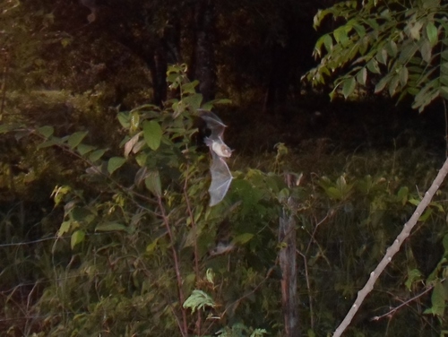 Pteronotus mesoamericanus