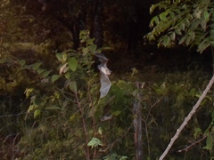 Pteronotus mesoamericanus