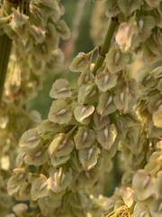 Rumex britannica
