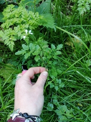 Cardamine occulta