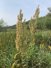 Rumex britannica