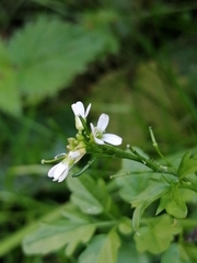 Cardamine occulta