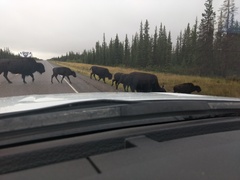 Bison bison athabascae