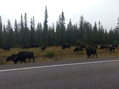 Bison bison athabascae