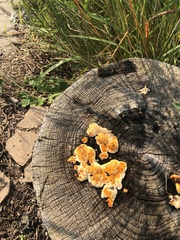 Gloeophyllum sepiarium