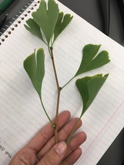 Ginkgo
