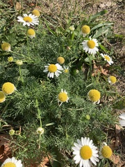 Matricaria chamomilla