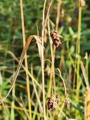 Carex magellanica