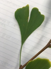 Ginkgo