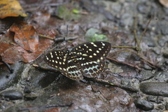 Lexias dirtea