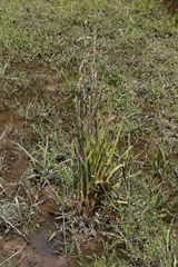 Philydrum lanuginosum