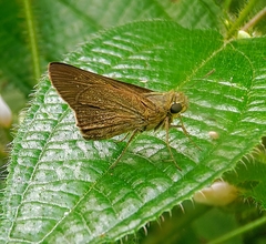 Pelopidas mathias