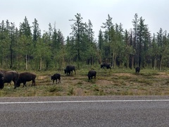Bison bison athabascae
