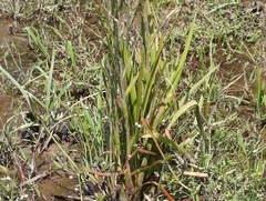 Philydrum lanuginosum