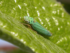Graphocephala atropunctata