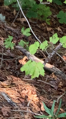 Hypomyces lactifluorum