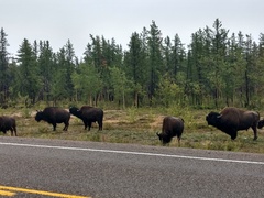 Bison bison athabascae