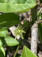 Passiflora pallida